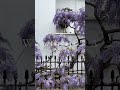 WISTERIA SEASON IN LONDON | Londoner