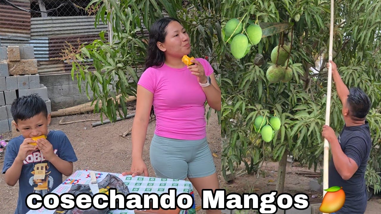 Cosechamos los primeros MANGOS DE NUESTRO TERRENO🥭, Así va la primer cosecha 