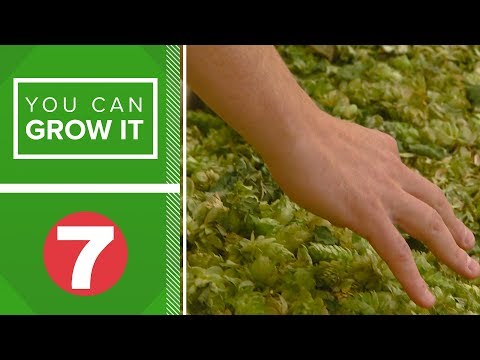 فيديو: القفزات حصاد النباتات - متى وكيف يتم حصاد القفزات في الحدائق