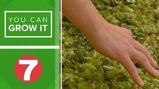 How hops are harvested