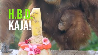 A Baby Orangutan's Big Milestone! Happy Birthday, Kaja!