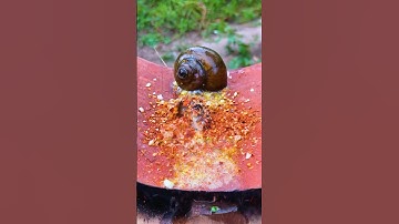 Rớt ỐC Bươu Vàng l Anh Trai quê #anhtraique