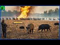 How do hunters and american farmers deal with millions of wild boars in texas  farming documentary