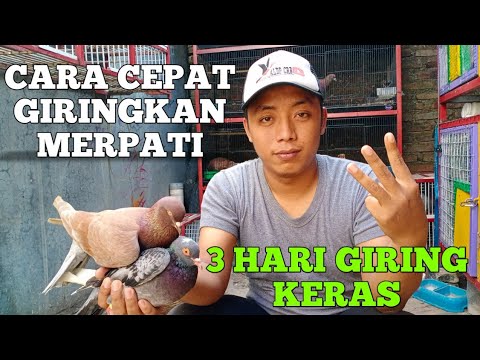 Video: Cara Membuat Merpati