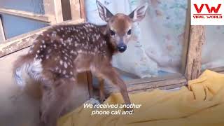 Tiny Baby Deer Asks People to Rescue Her I Wild Hearts