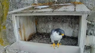 Great Spirit Bluff Falcons. Newman visits the nest box - explore.org 03-04-2023