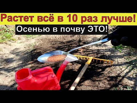 НАВСЕГДА ОТКАЗАЛСЯ ОТ НАВОЗА! Осенью делаю так и всё растет как на дрожжах 100