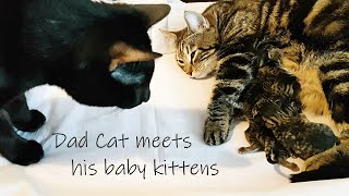 Dad Cat meets his BABY KITTENS for the first time - What happens?