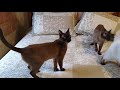 Tibetan Kittens Balinese Cat の動画、YouTube動画。