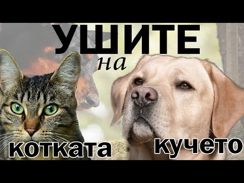 Видео: Как да се мият ушите на котките