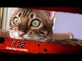 Смешные КОТЫ #32 / Лучшие приколы 2020 / Funny cats.