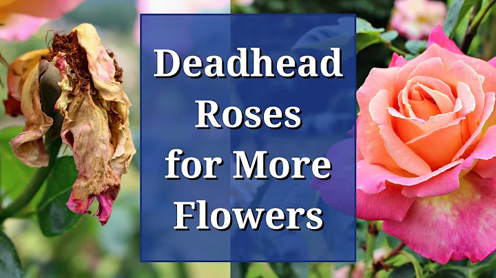 Deadhead Roses for More Flowers - DayDayNews