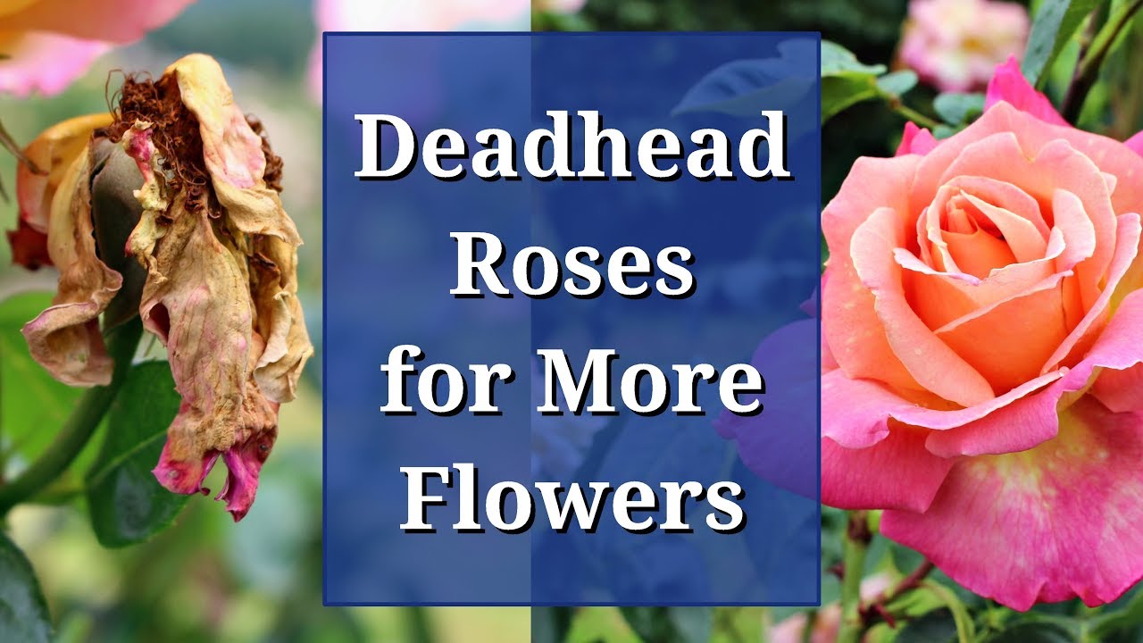 Deadhead Roses For More Flowers - Youtube