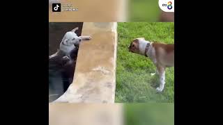 ลุ้นระทึก! หมาช่วยหมาตกน้ำ