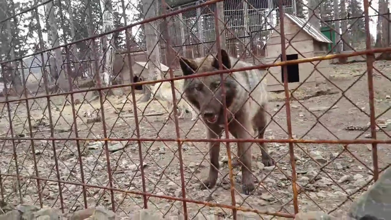 Нападение сома на волге