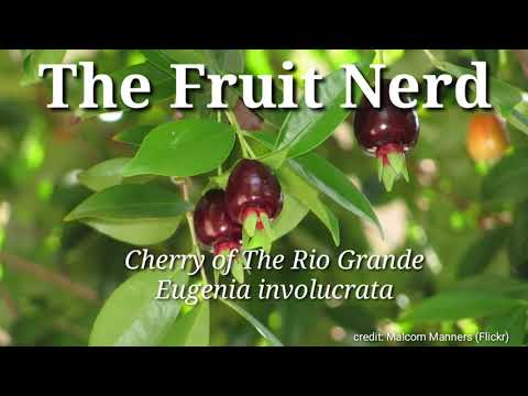 וִידֵאוֹ: Cherry Of The Rio Grande Care – Growing A Cherry Of The Rio Grande