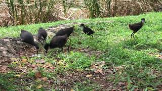 Waterhen Couple With 4 Grown Up Chicks screenshot 4