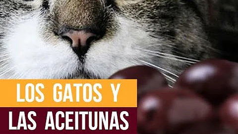 ¿Los gatos pueden comer aceitunas?