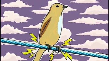 ¿Por qué no se electrocutan los pájaros?