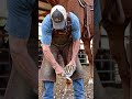 Watch a skilled farrier as they carefully clean,wash a horse’s hooves every motion supports.#hooves