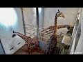 EarthCam Live:  Giraffe baby is here!