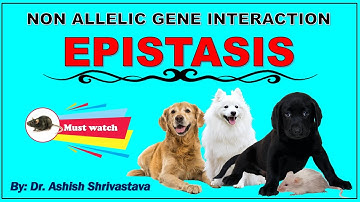 EPISTASIS || NON ALLELIC GENE INTERACTION || NEET