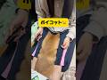 拒否の仕方が可愛すぎる🤣💖#柴犬 #豆柴 #shibainu #犬のいる暮らし #shorts