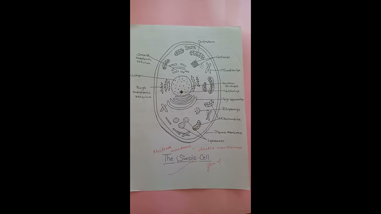 Simple Structure Of Cell