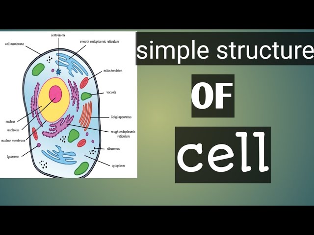 Clear Diagram of a Cell: Essential Biology 3 sddefault