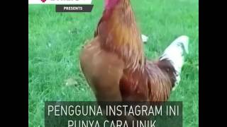 Top Hits - Ayam Berkokok