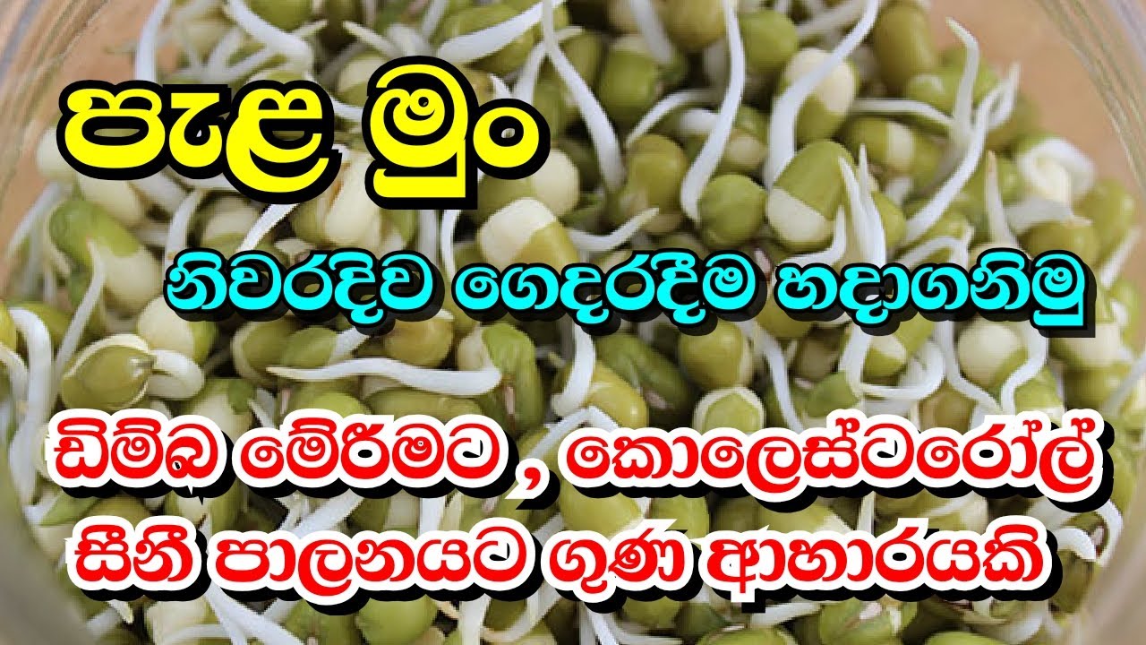 ගෙදරදීම පැළ මුං හදන හැට් | homemade mung bean sprouts and some secipes