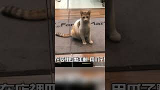 iPhone一番賞 貓貓故事版 (2) #92無籤  #太玄了 #蹦闆
