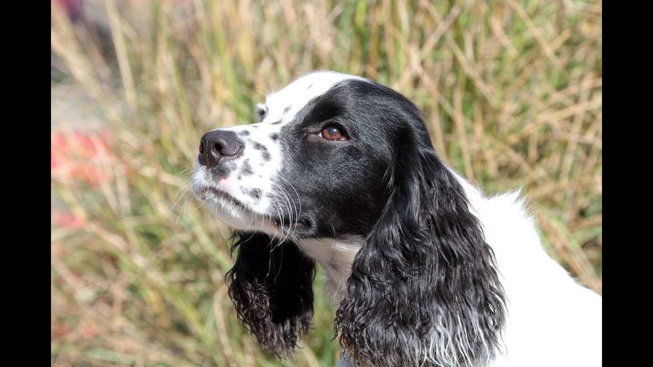 field bred english cocker spaniel training