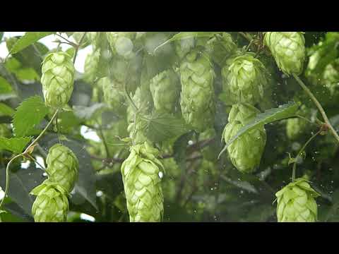 Видео: Контейнерный пивной сад – можно ли выращивать ингредиенты для пива в плантаторах