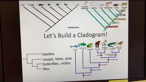 Let’s Build a Cladogram