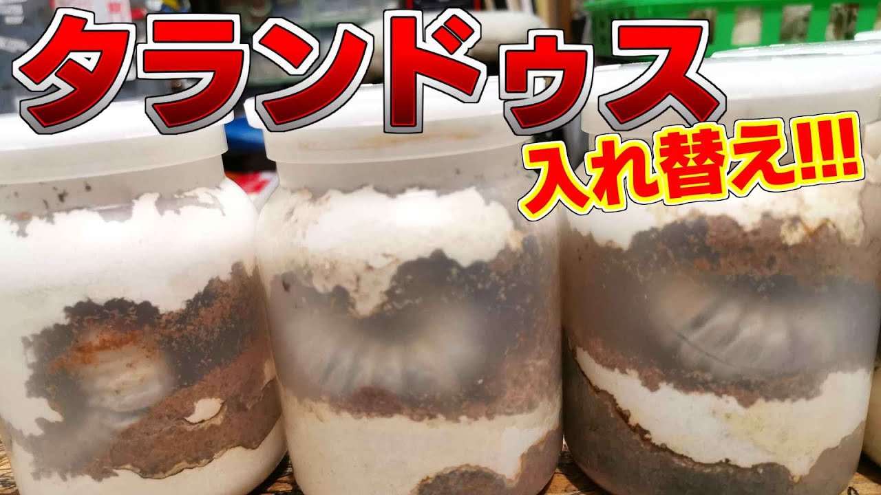 タランドゥスオオツヤ幼虫4頭（菌糸瓶付） タランドゥスオオツヤクワガタの飼育方法｜ペアリングから幼虫管理まで