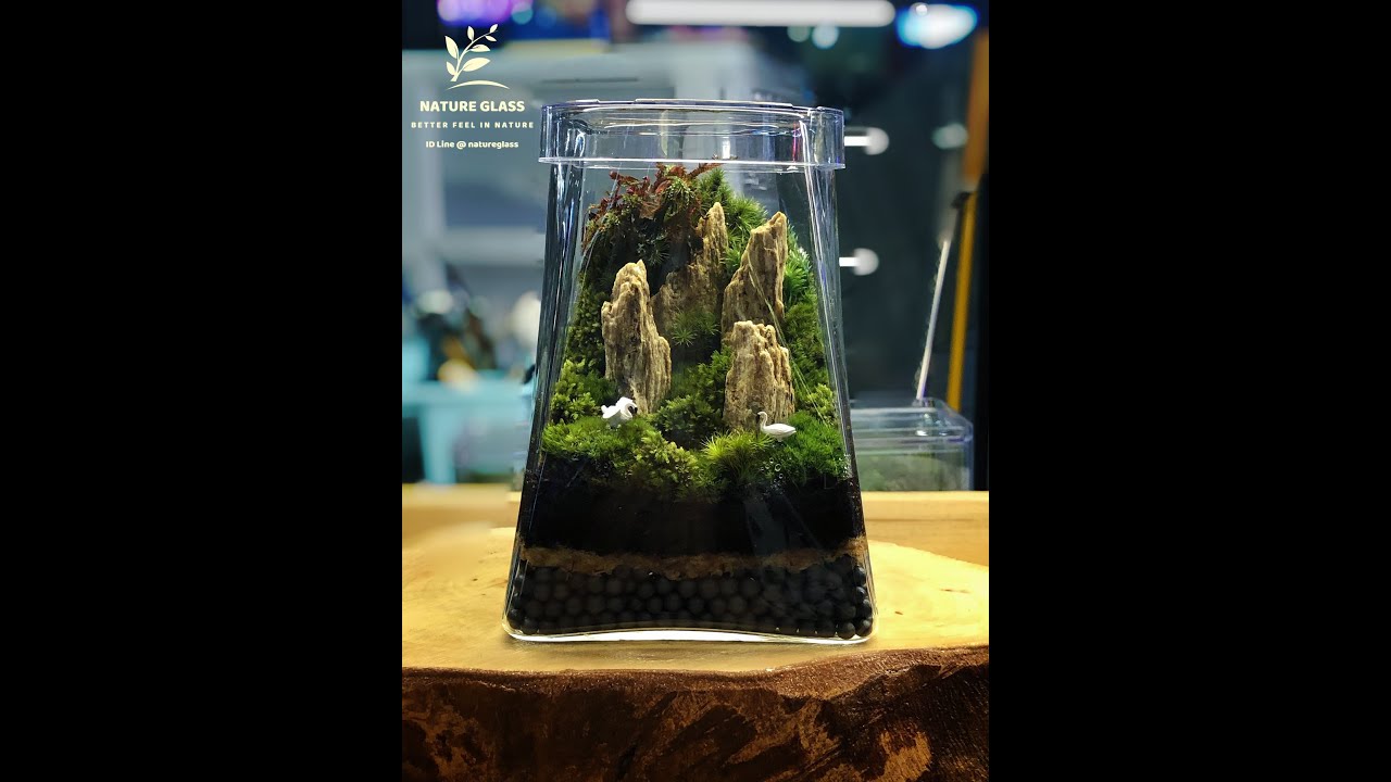 5 ข้อห้าม ❌😵การเลี้ยงสวนในขวด terrarium