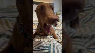 NeferTemu Pharaoh Hounds  'Stilgar' big smiles and yawn #pharaohhound #smilingdog #dogsmile