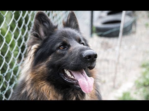 Video: Langhaarige Deutsche Schäferhunde