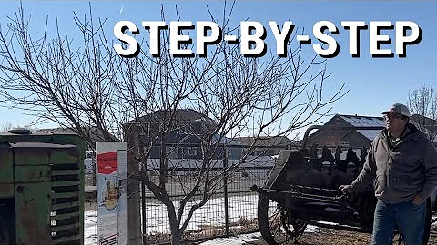 YEAR 5: How To Prune Peach Tree for Production