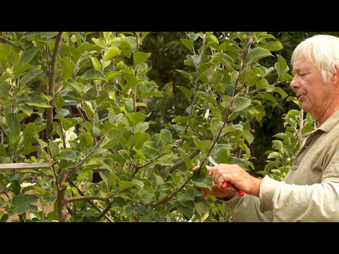 Βίντεο: Espalier Fruit Tree: Βήμα-βήμα Espalier Οδηγίες