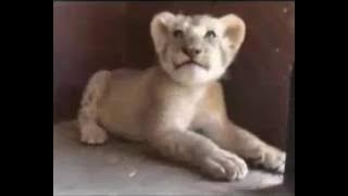 #! video video.php v=1442880264742