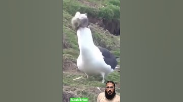 surah ikhlas #egzonibrahimi #viralvideo #سورة_الإخلاص #comment #like #nature #voiceofheart #quranr