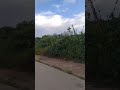 kawasan Pt blue sky bio solar