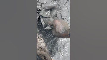 Bắt cá chuột theo máy cắt không biết tại sao nó bị cong cong #shortvideo săn bắt theo máy cắt