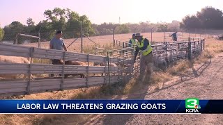 New California labor law threatens goat herders' business