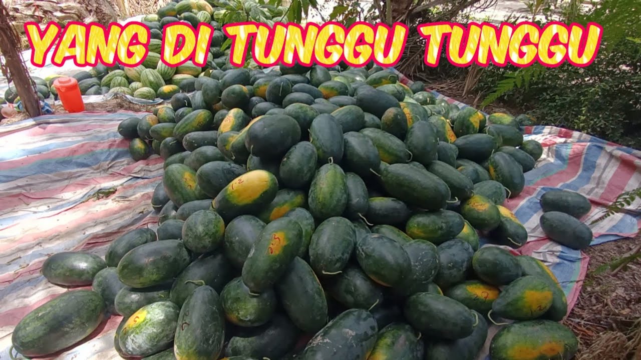 Akhirnya Panen Semangka Juga Di Usia 56 HST #nardyshu #pertanian #semangka