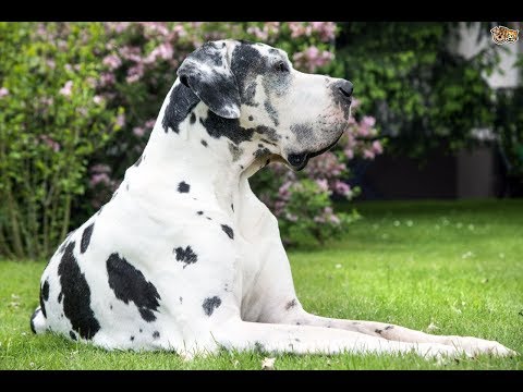 Video: Carcinoma suprarrenal canino