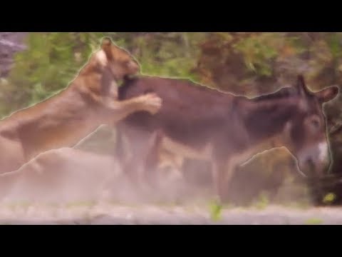 Lions hunting donkeys - BBC