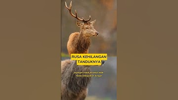 Rusa Kehilangan Tanduknya #rusa #tandukrusa #hewan
